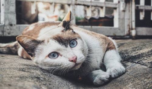How to Prevent Kidney Disease in Cats