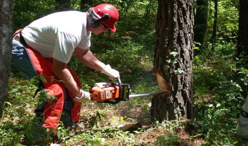 Operating A Chainsaw Safely