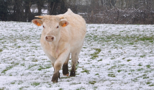 Preparing Your Cows For Winter
