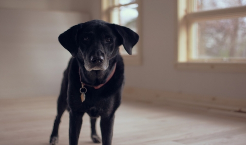 Why To Consider Adopting An Older Dog