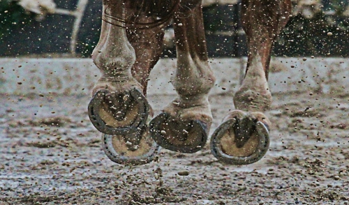 Is It Time To Shoe Your Horse?