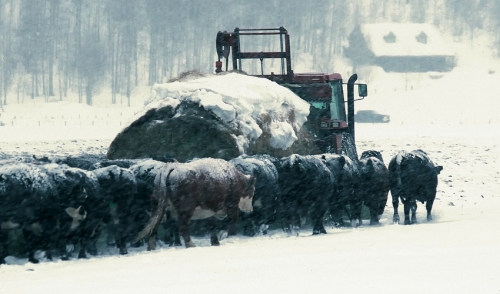 How Do Farmers Take Care of Their Cattle During Winter Storms & Cold Weather?