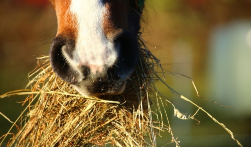  Making Sure Your Hay is Okay