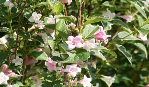 Rules of Thumb for Pruning Flowering Shrubs