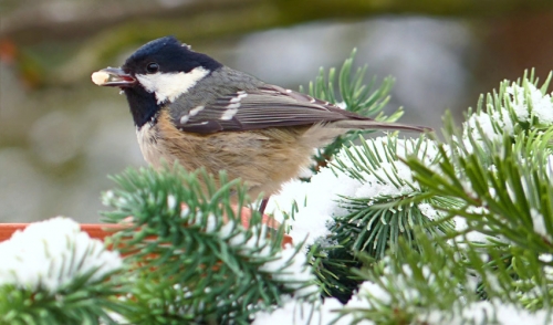 Do Your Best Birding in Winter