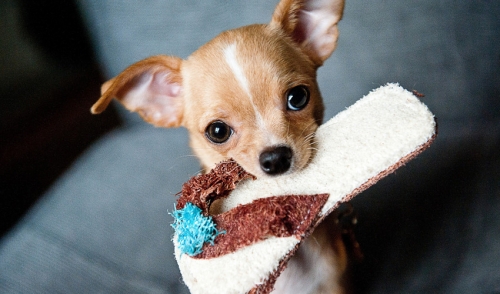 Soothing Your Teething Puppy