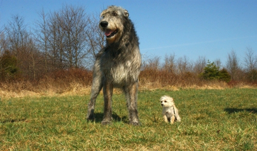 Why Don’t Big Dogs Live as Long as Small Dogs?