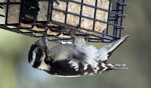 Best Practices When Feeding a Bird Suet