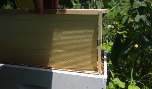 How Do You Start Beekeeping?