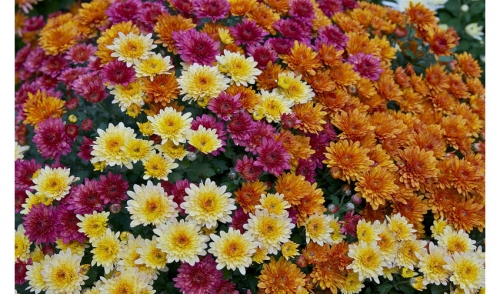 Caring for Garden Mums