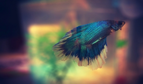 Fun Facts and Helpful Tips About Betta Fish