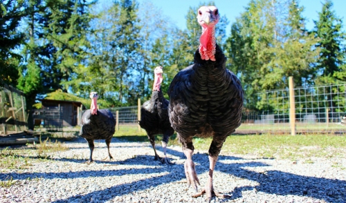 Raising Turkeys on Your Backyard Farm