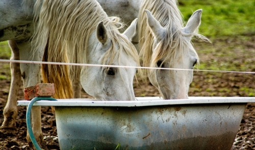Supplying Your Horse with Water