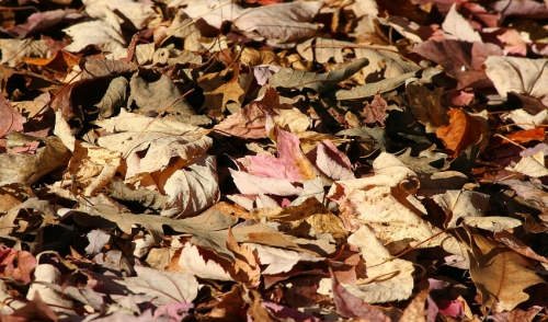 Using Leaves for Mulch
