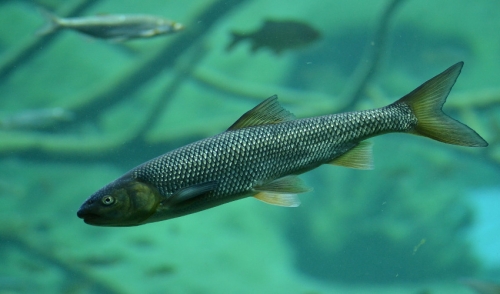 Cool pond fish online