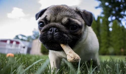 Could Bones Really Be Bad For Your Dog?