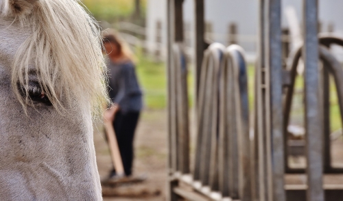 Four Steps for Cleaning Out a Horse Stall