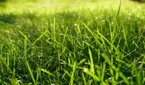 Caring For Your Newly Seeded Lawn