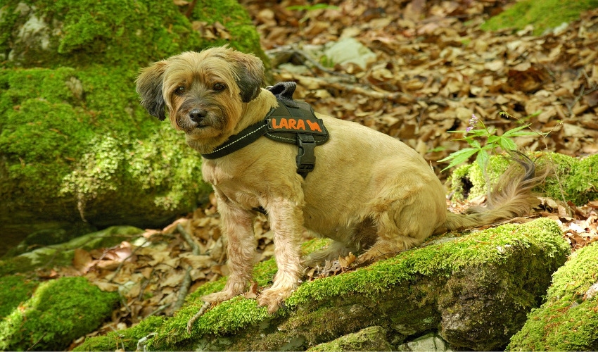 Which is Better for Your Dog Leash vs. Harness Mountain Valley