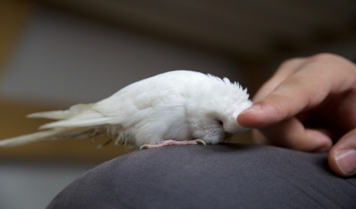 Signs That Your Pet Bird May Be Sick