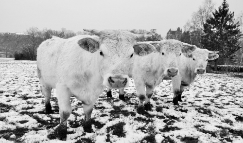 Winter Cattle Care