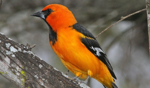 5 Tips to Attract Orioles