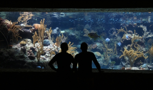 How Much Do You Know About Aquarium History?