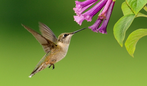 All About Hummingbirds