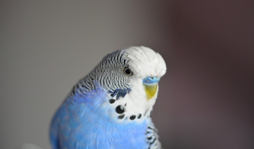 Everything You Need to Know About Your New Parakeet