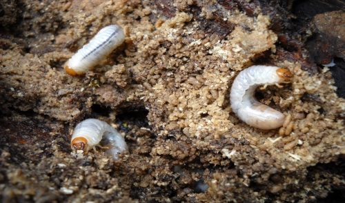 Stop Grubs From Killing Your Lawn