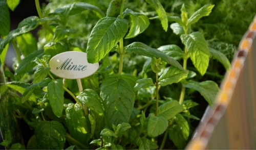 Tips for Success in Herb Gardening