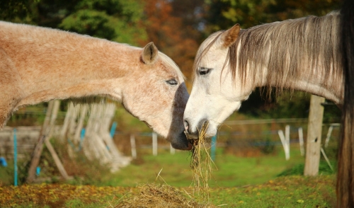 Nutrition Tips for Your Senior Horse