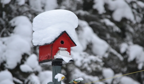 Winter Care Tips for Wild Birds