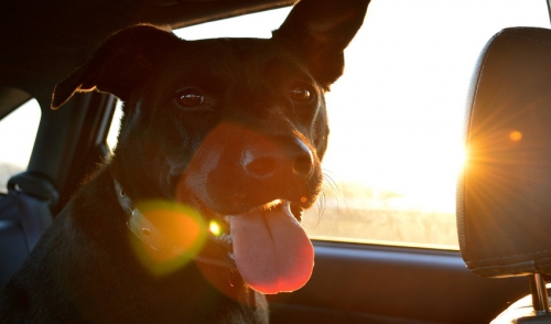 Road Trip! Transporting A Dog In A Car