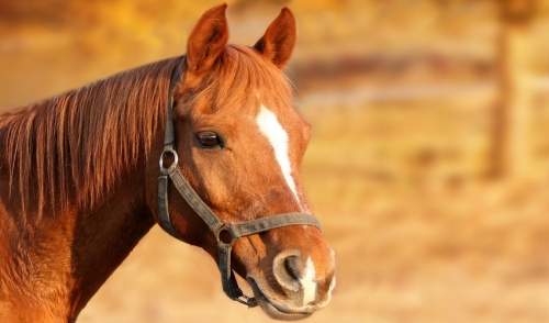 Protect Your Horse From Worms and Germs
