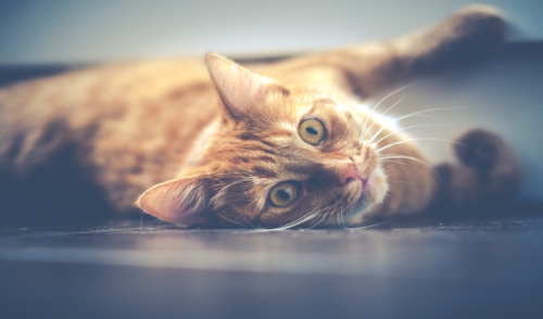 What Is Catnip and Why Do Cats Go Crazy for It?