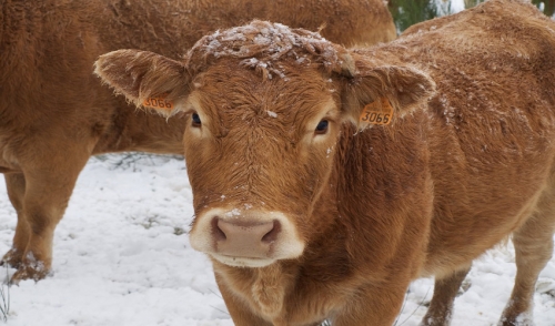 Protecting Your Livestock from the Harsh Winter