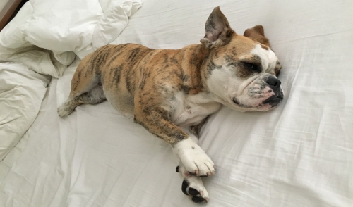 Things You Should Know About Sleeping With Your Pet