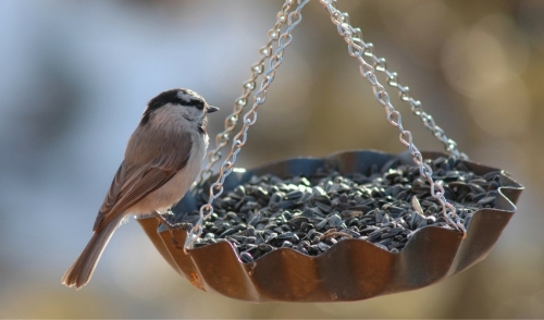 10 Best Bird Feeding Tips
