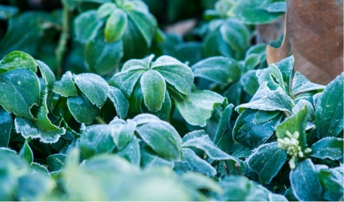 Preparing Your Garden For The Colder Months Ahead