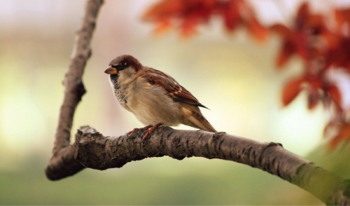 Tips on Identifying Wild Birds
