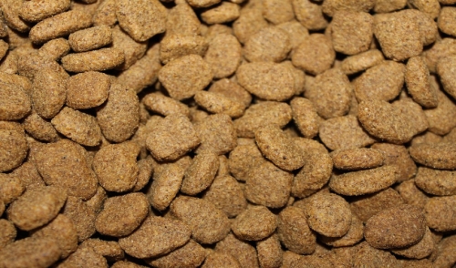 Should You Be Changing Your Pet’s Food Regularly?
