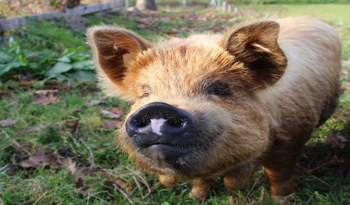 Tips for Raising Pigs in Your Backyard