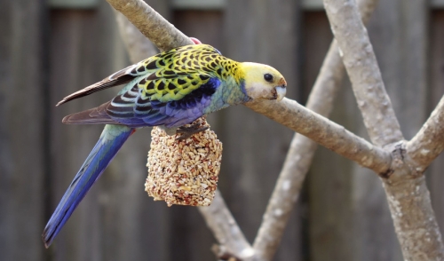 The Importance of a Healthy Diet for Your Bird
