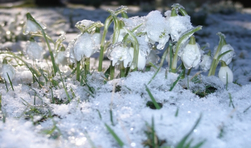 Spring Maintenance: What Equipment to Rent for After the Snow Melts