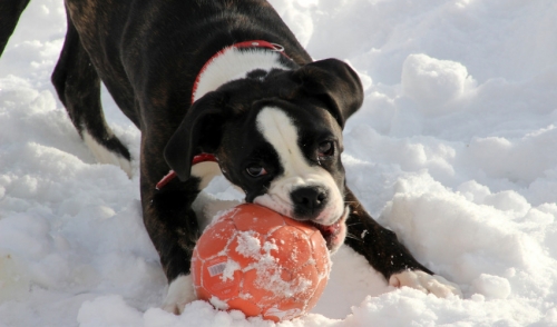 Winter Outdoor Games with Your Canine Friend