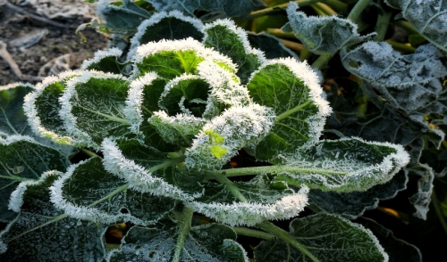 Protect Your Plants From Winter Moths