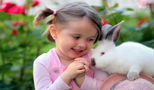 Why A Rabbit Is The Perfect Pet For The Family!