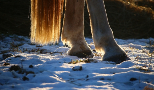 Preventing Snowballs in Your Horse’s Hooves