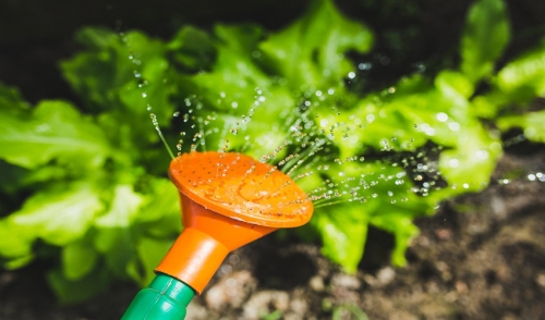 Watering Plants? Use Cooking Water for Extra Nutrition